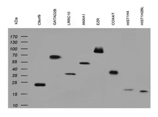 Clone OTI2B5, Anti-His mouse monoclonal antibody克隆OTI2B5，抗小鼠單克隆抗體